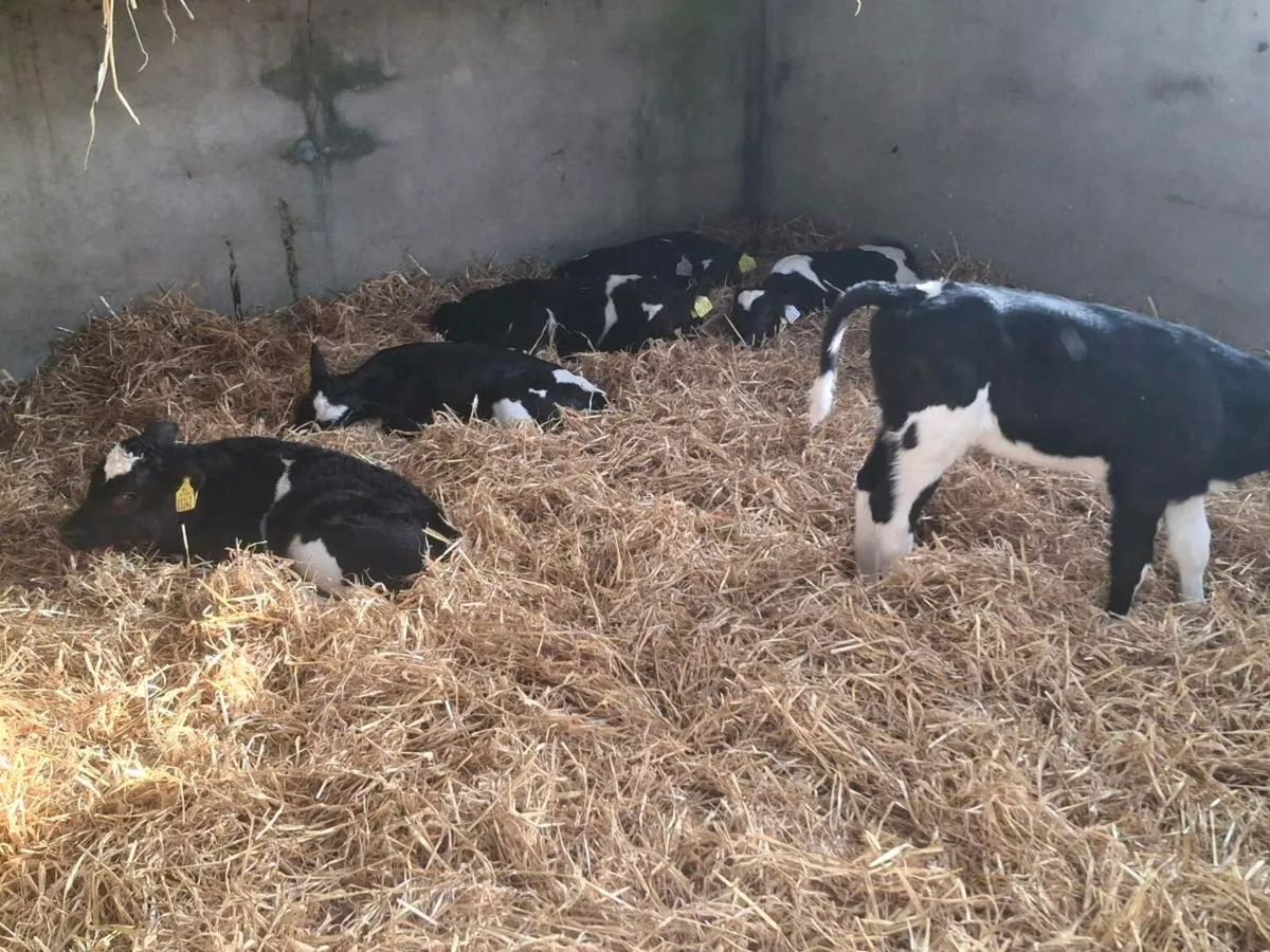 Friesan bull calves - Image 3