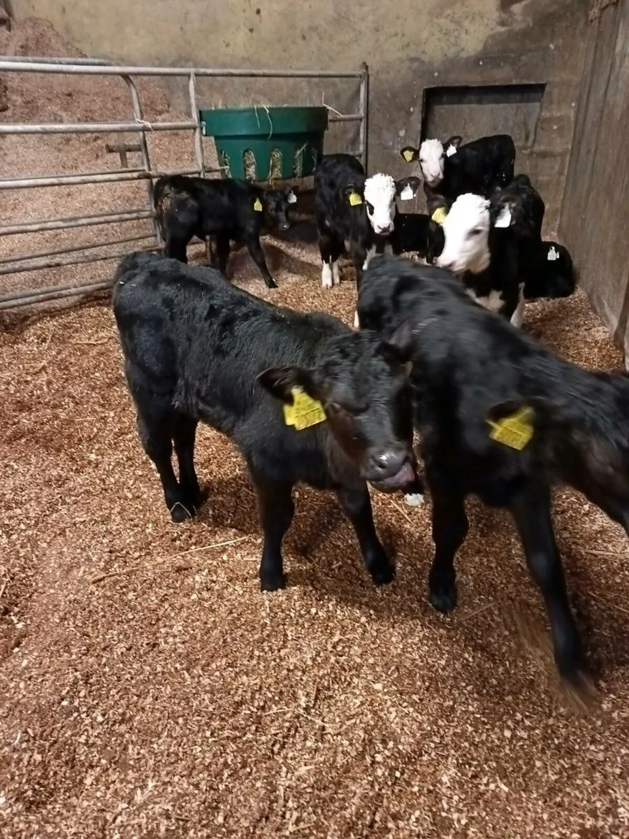 Angus Hereford Calves - Image 2