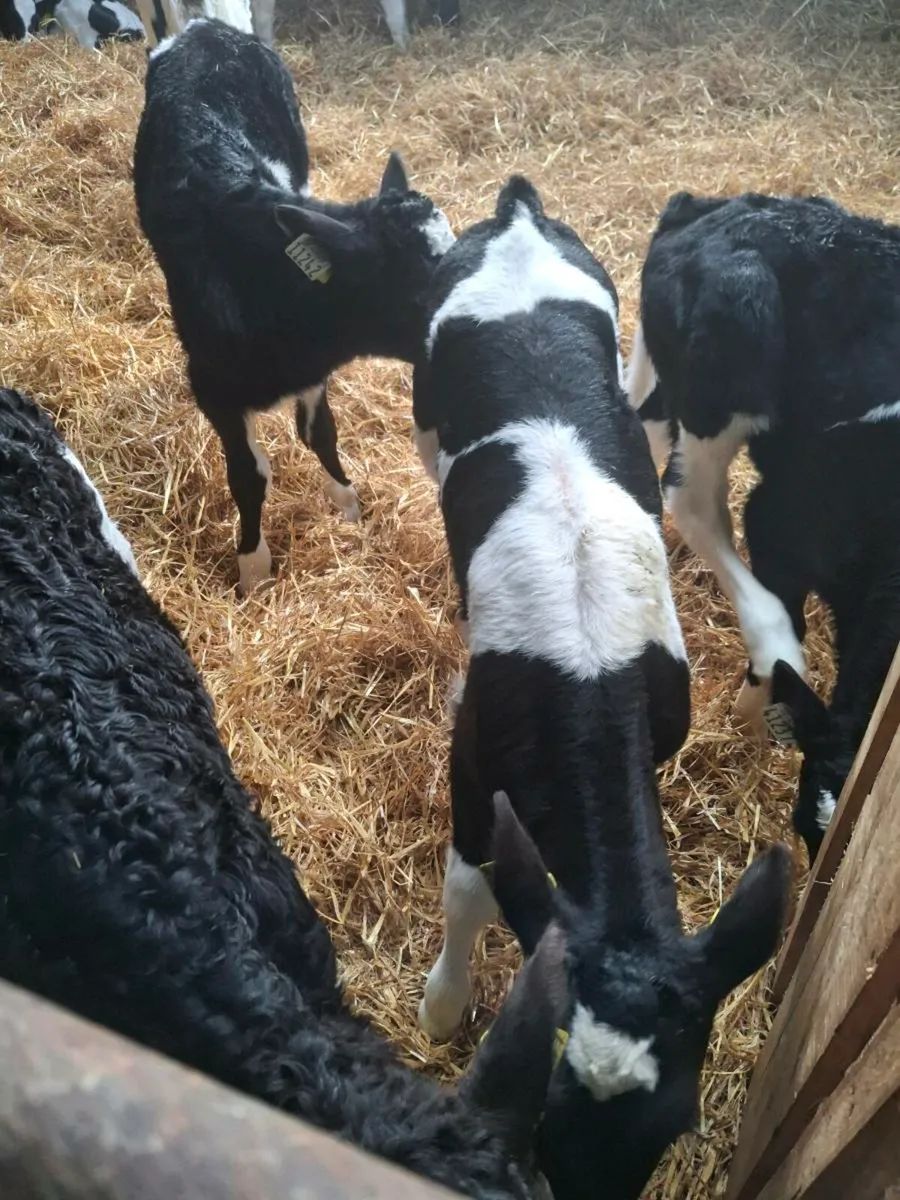 Friesan bull calves - Image 1