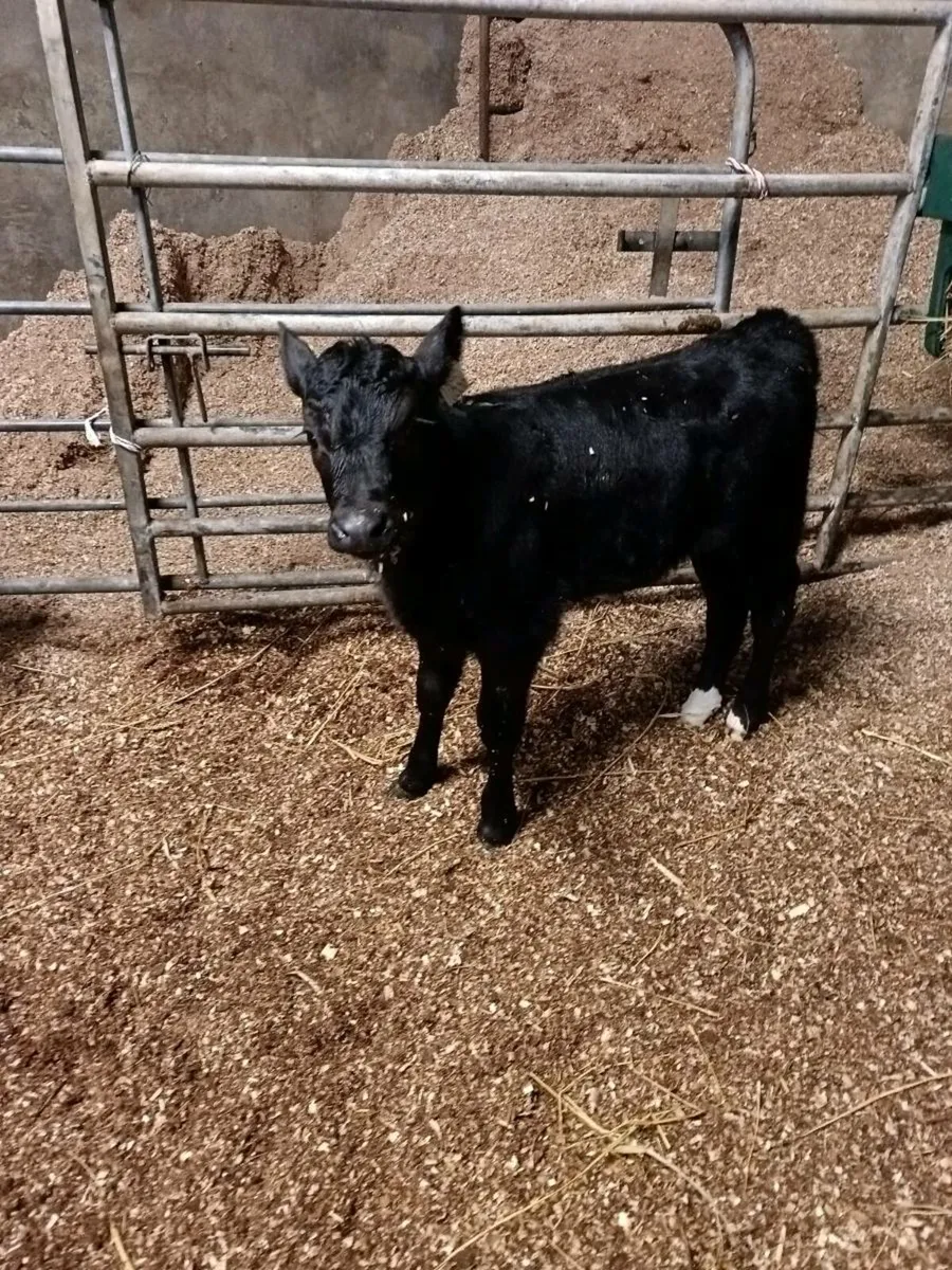 Angus Hereford Calves - Image 3