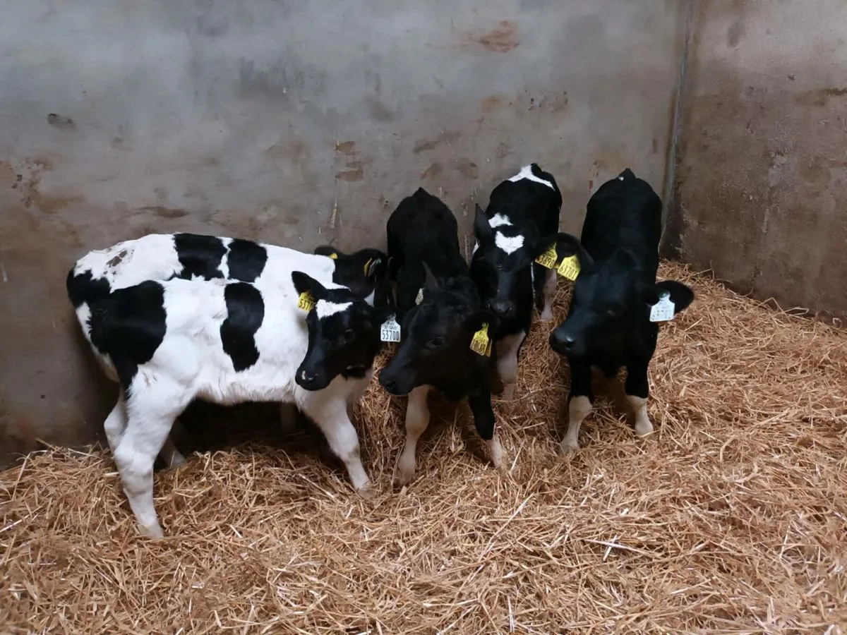 DAIRY SHORTHORN HEIFER CALVES - Image 2