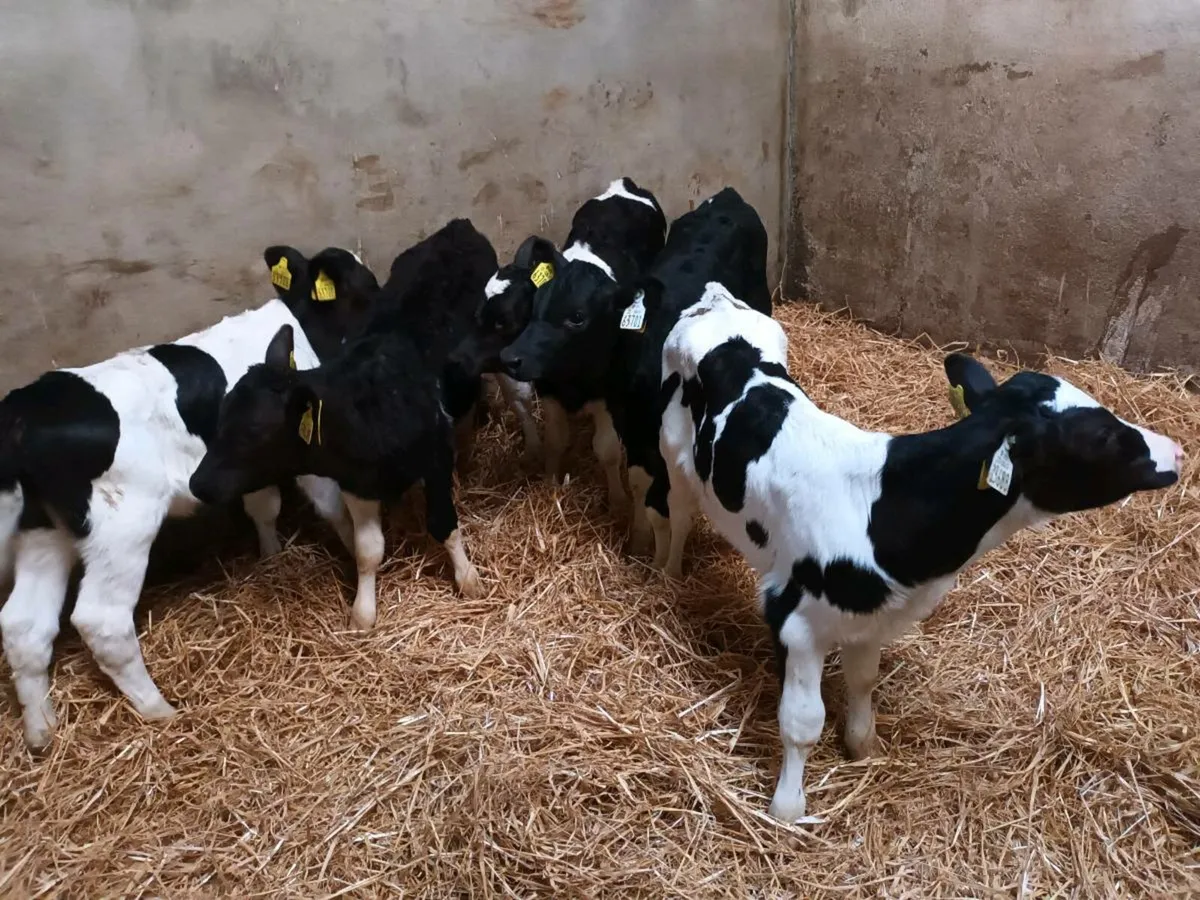 DAIRY SHORTHORN HEIFER CALVES - Image 4