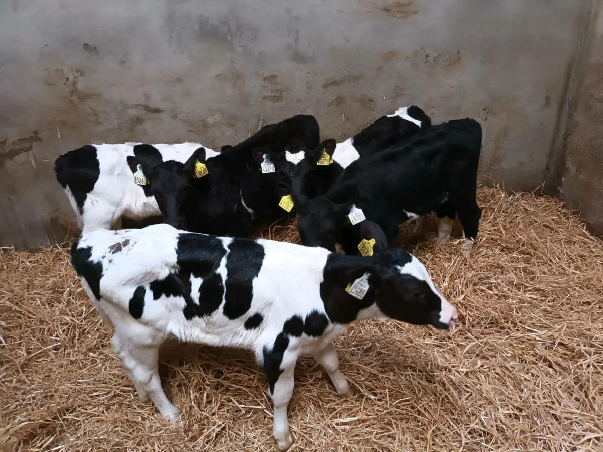 DAIRY SHORTHORN HEIFER CALVES - Image 3