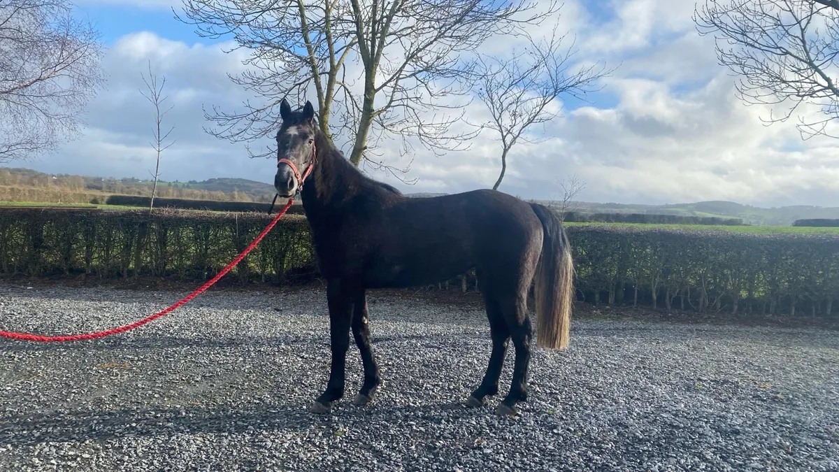 3yr old sport Horse - Image 1