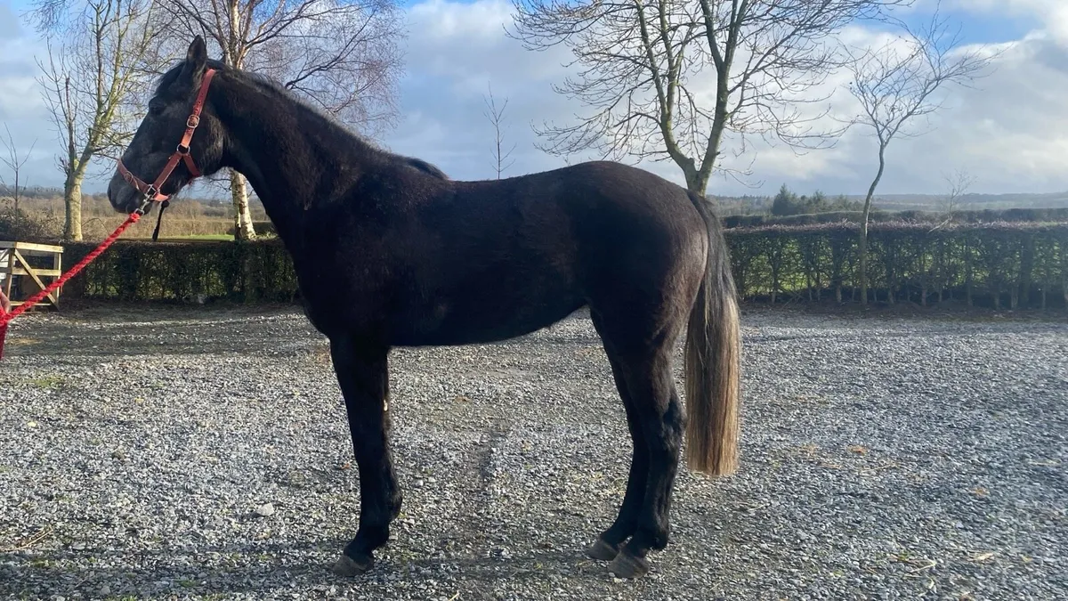 3yr old sport Horse - Image 2