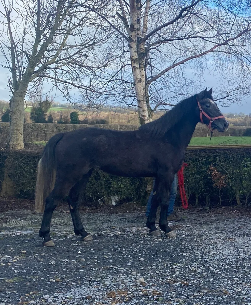 3yr old sport Horse - Image 4