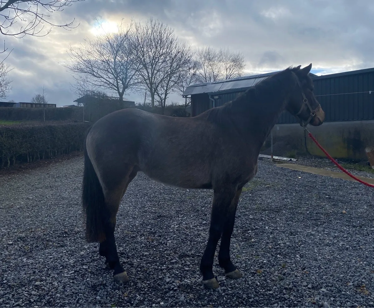 4yr old Sport Horse - Image 3