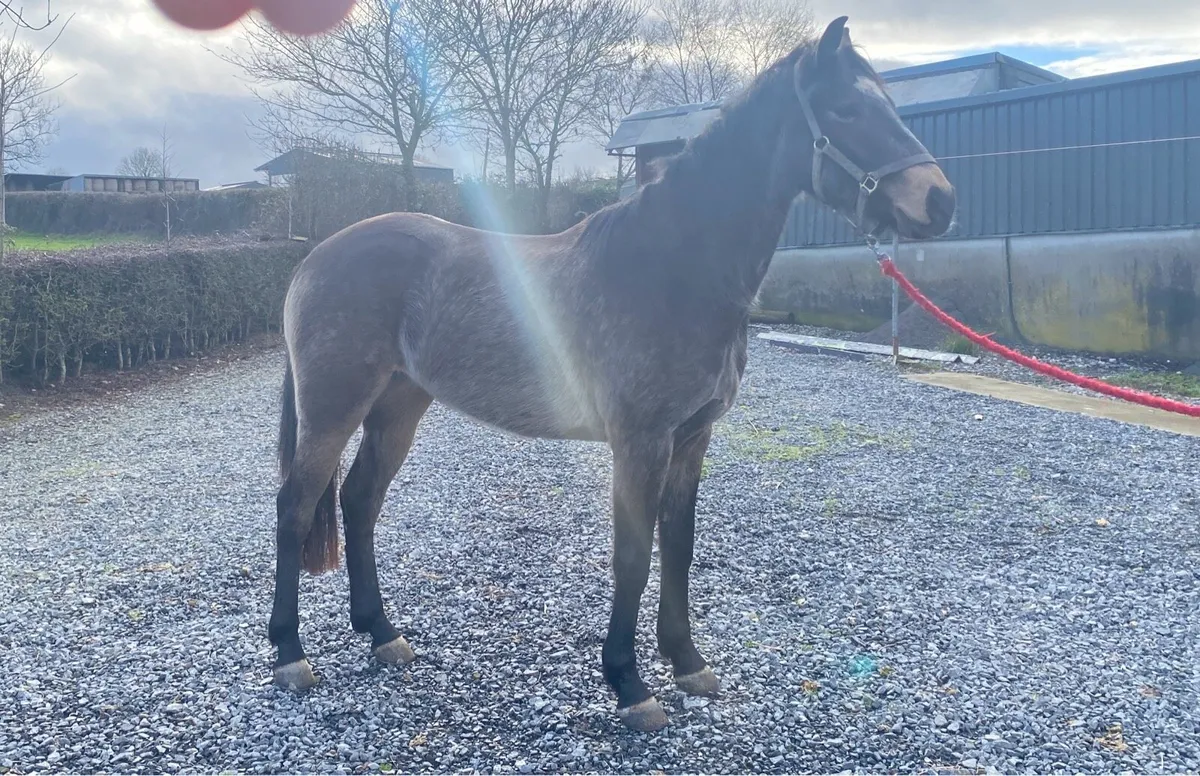 4yr old Sport Horse - Image 4