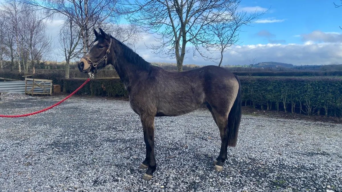 4yr old Sport Horse - Image 1