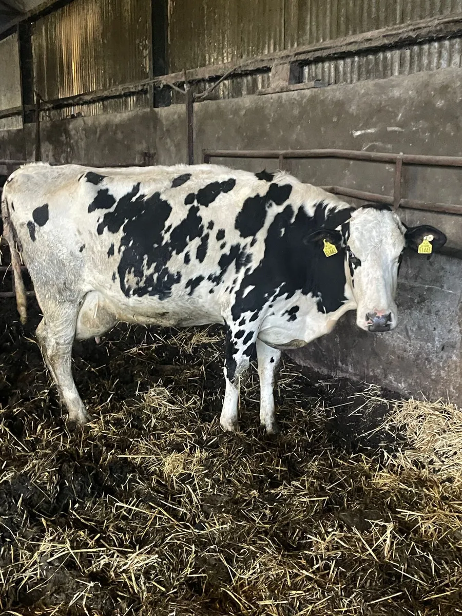 ARE YOU THINKING OF CULLING??????💶💶