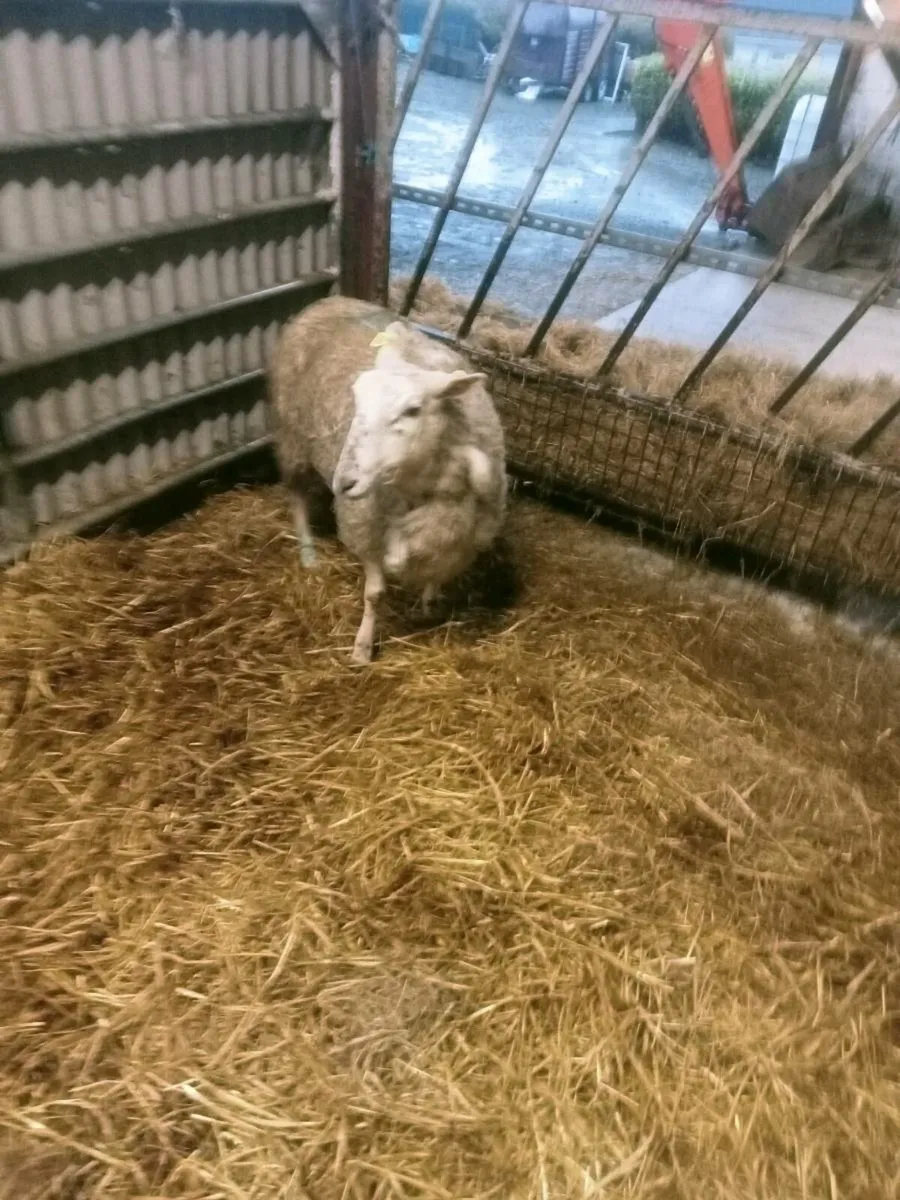Foster ewe - Image 2