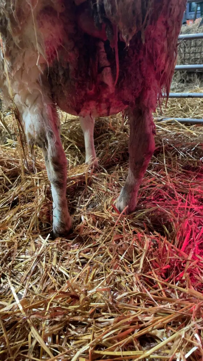 Foster ewe - Image 3