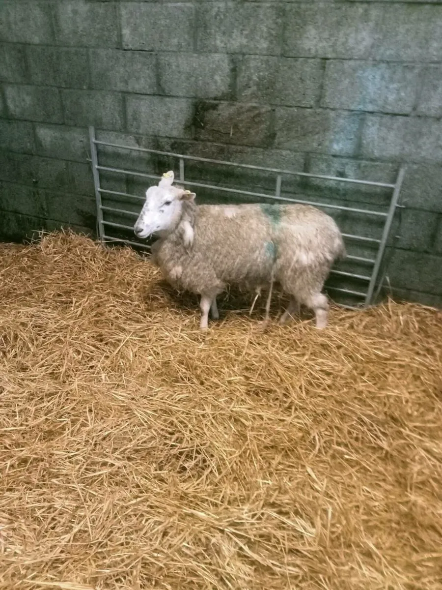 Foster ewe - Image 1