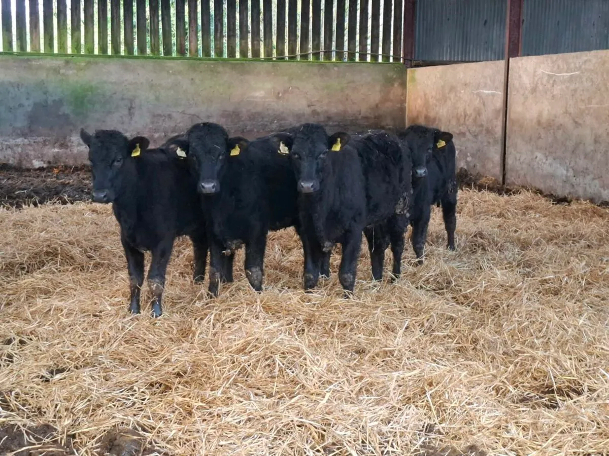 4 Limousin HEIFERS - Image 2