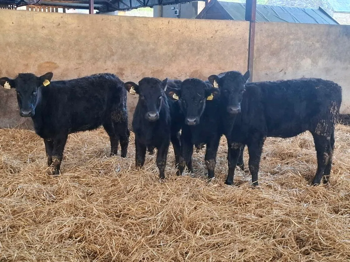 4 Limousin HEIFERS - Image 3
