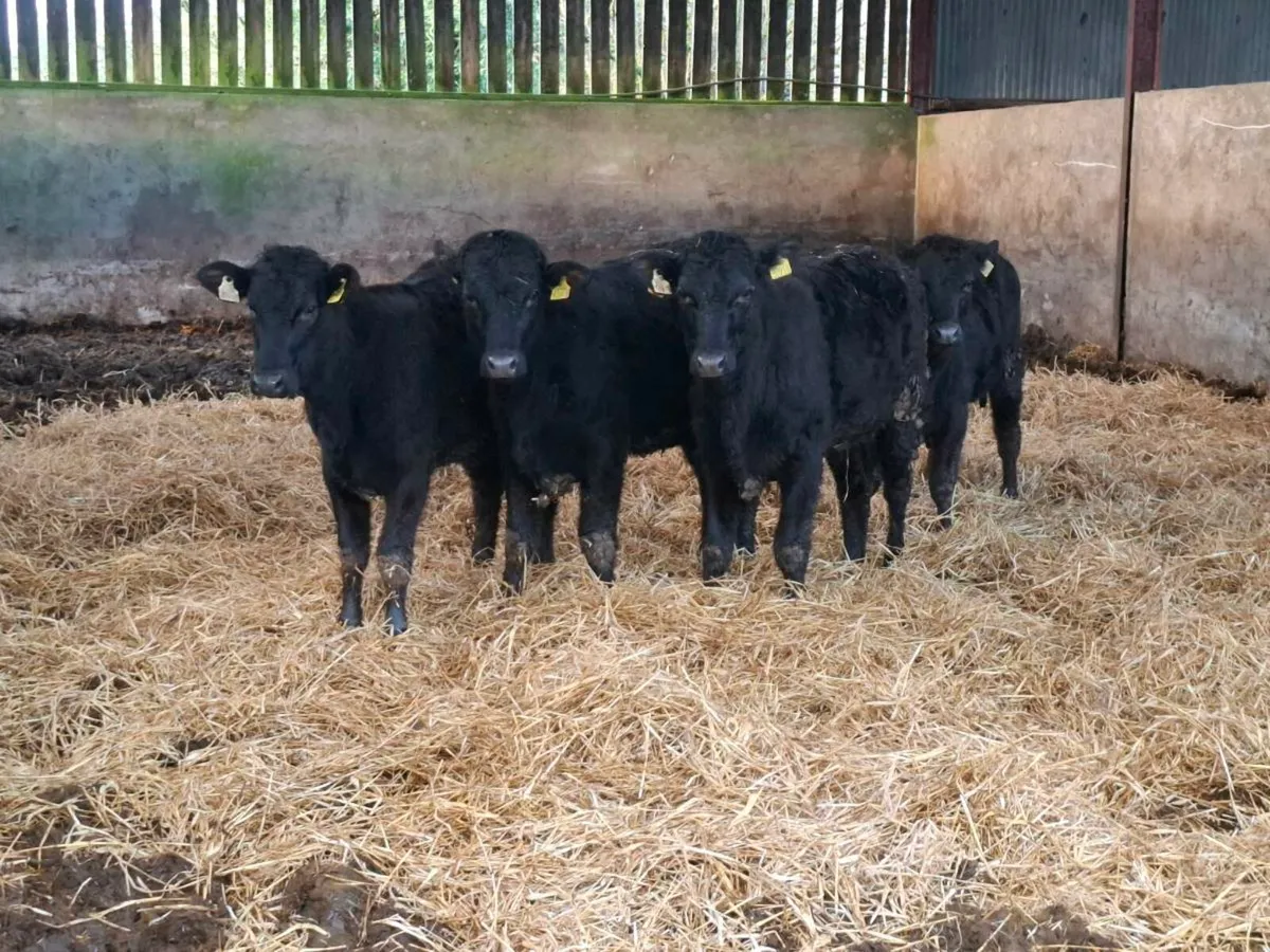 4 Limousin HEIFERS - Image 1