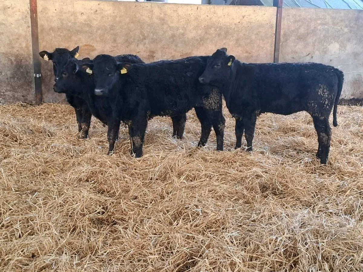 4 Limousin HEIFERS - Image 4