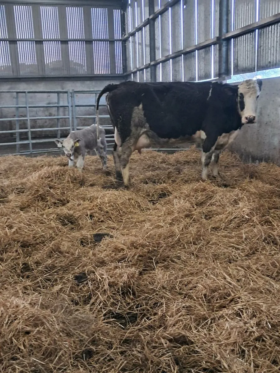 Simmental cow and Charlois Bull calf - Image 1