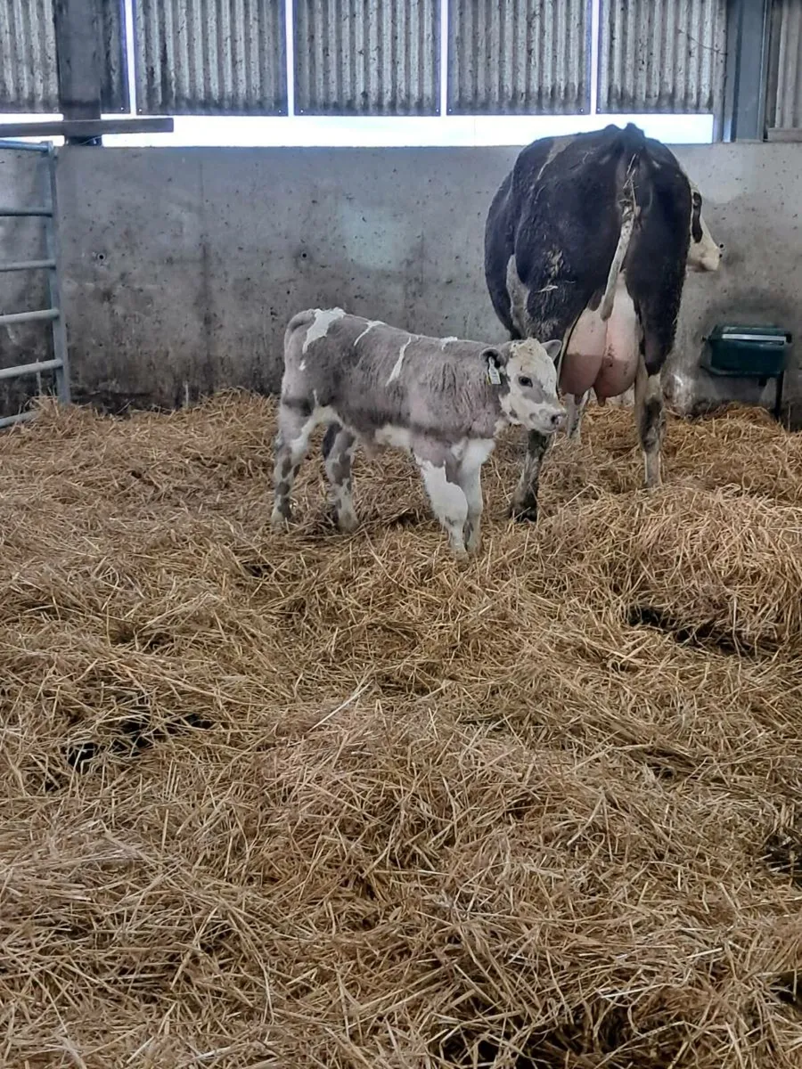 Simmental cow and Charlois Bull calf - Image 3