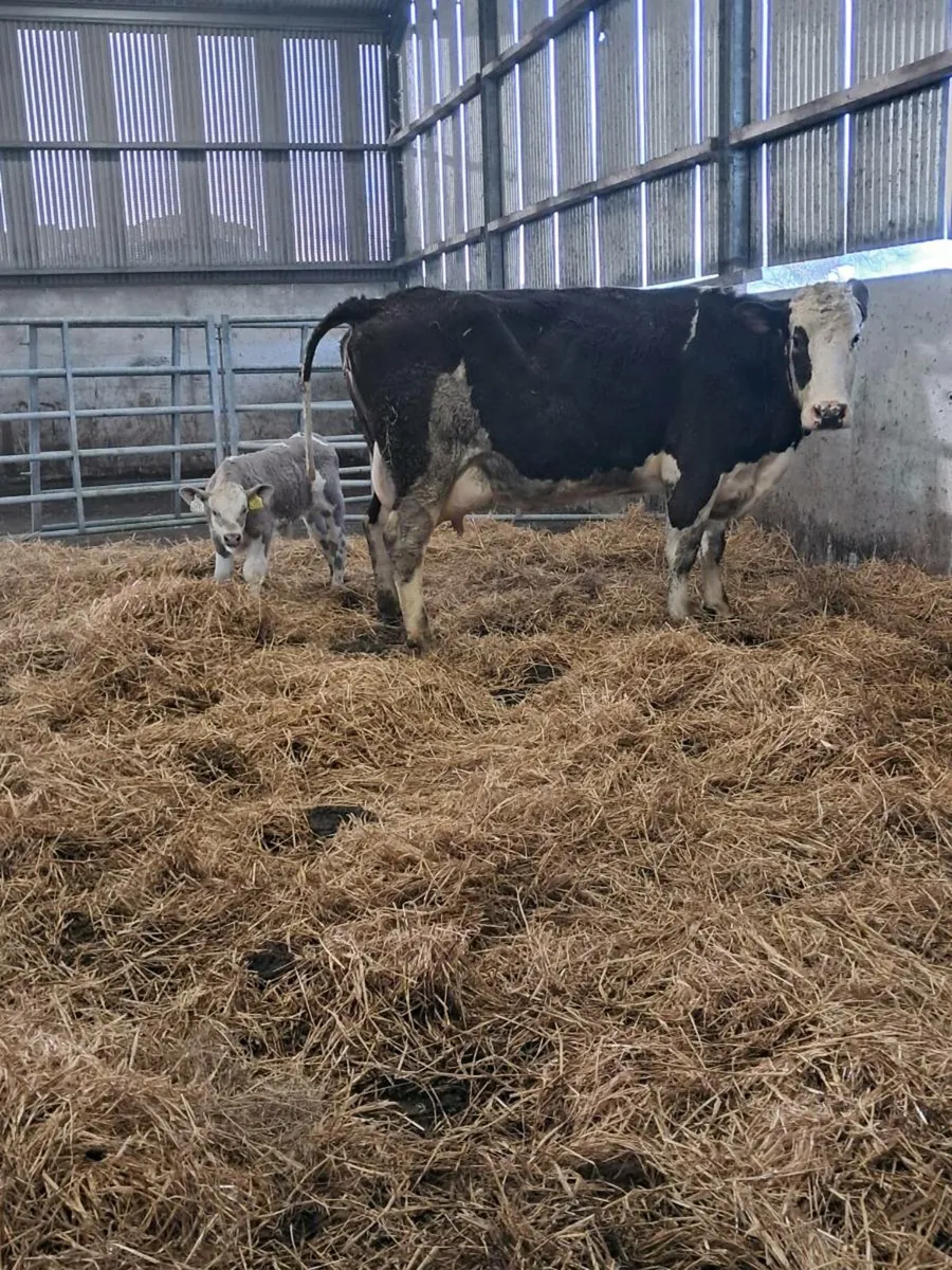 Simmental cow and Charlois Bull calf - Image 2
