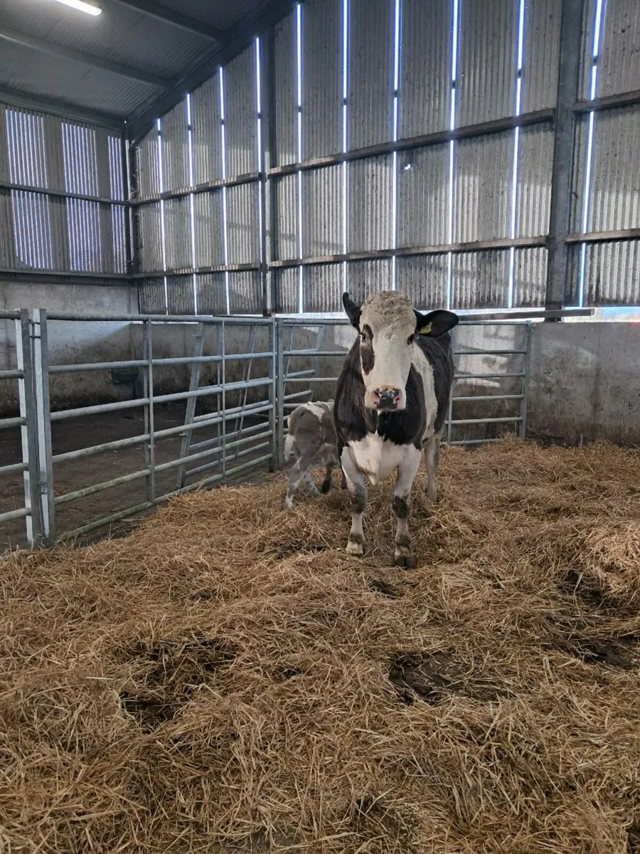 Simmental cow and Charlois Bull calf - Image 4