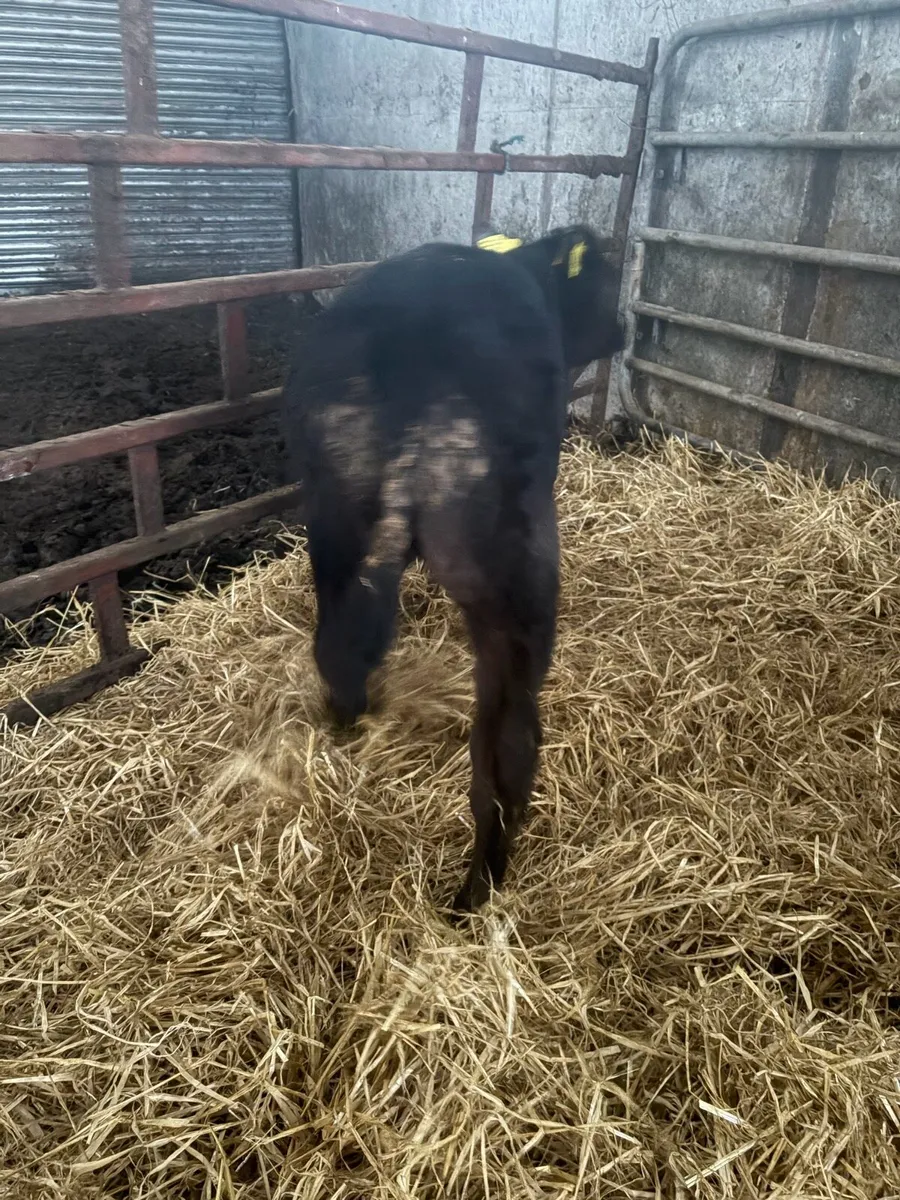 Angus runners - Image 4