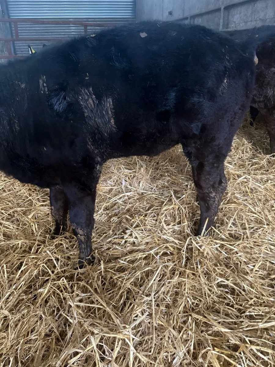 Angus runners - Image 1