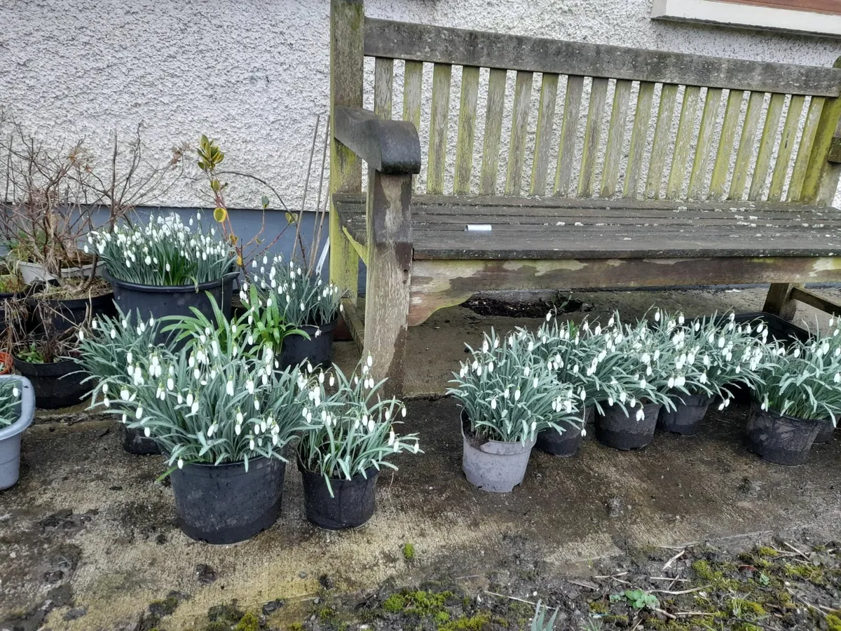 Snowdrops for Sale ! - Image 1