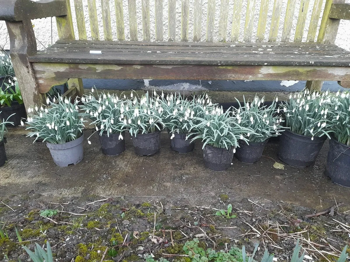Snowdrops for Sale ! - Image 3