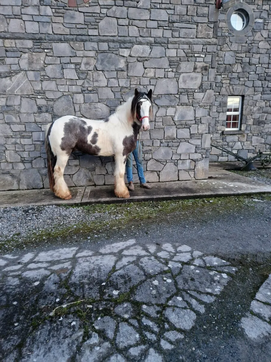 Gort mart Saturday 14/2