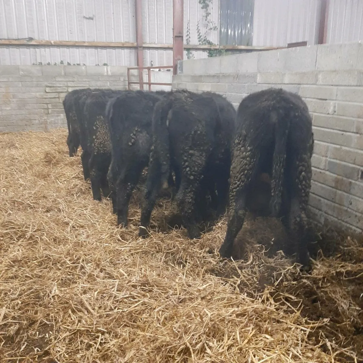6 black heifers - Image 1