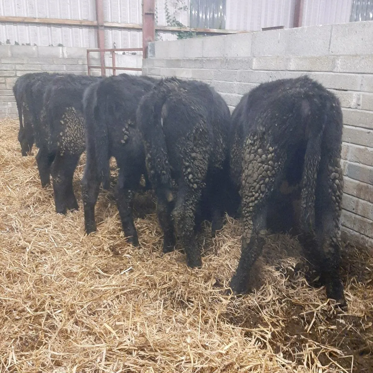 6 black heifers - Image 2