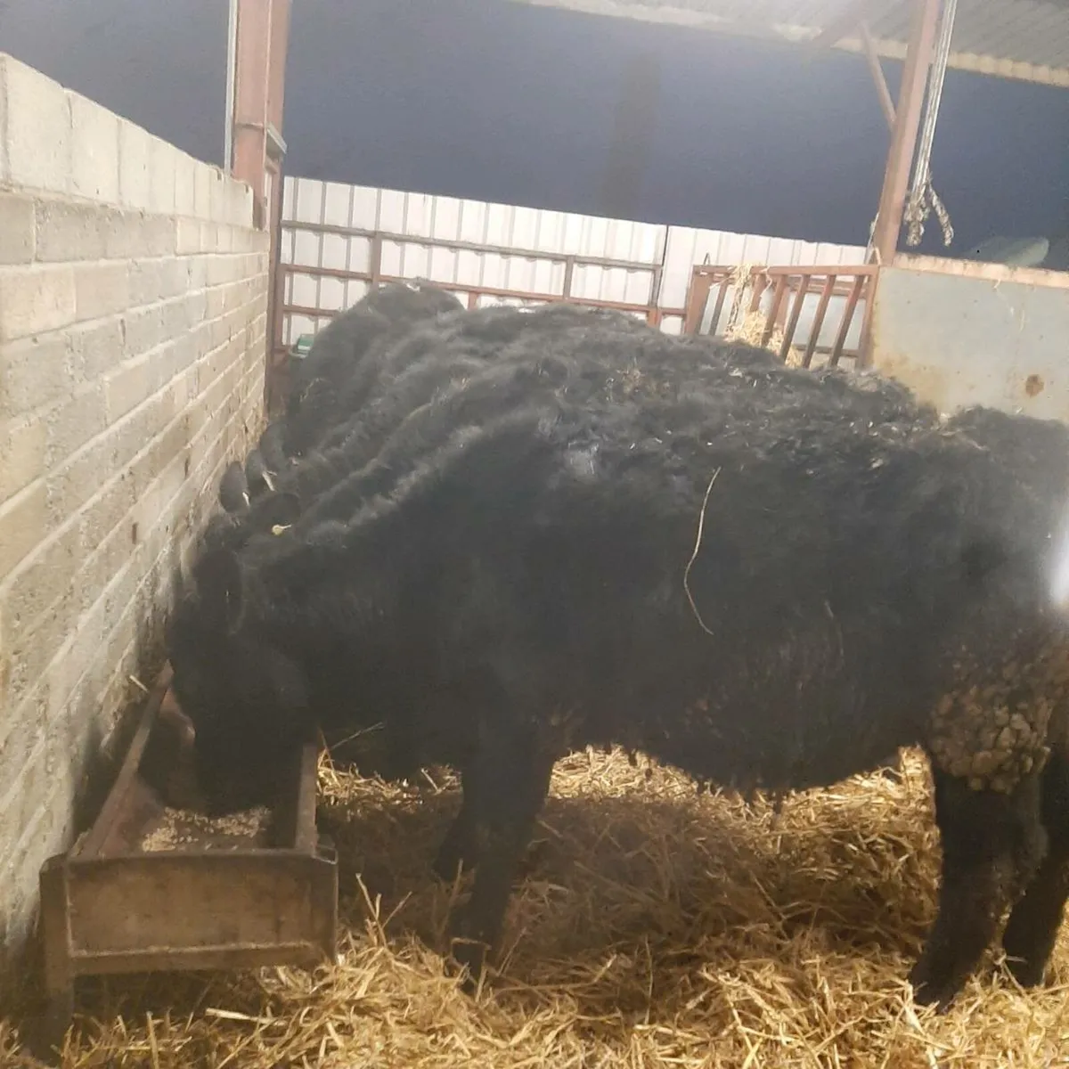 6 black heifers - Image 3