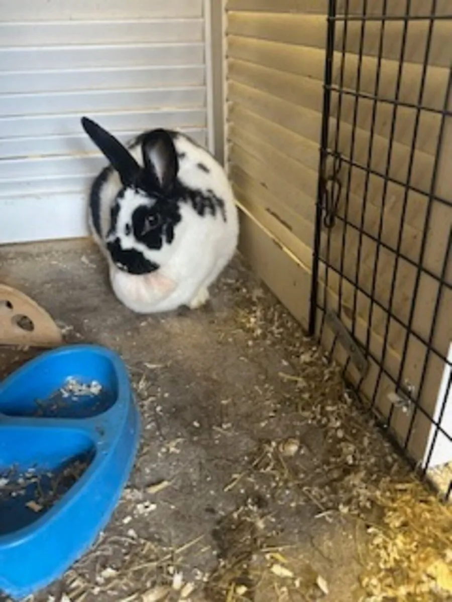 6 year old male rabbit - Image 2