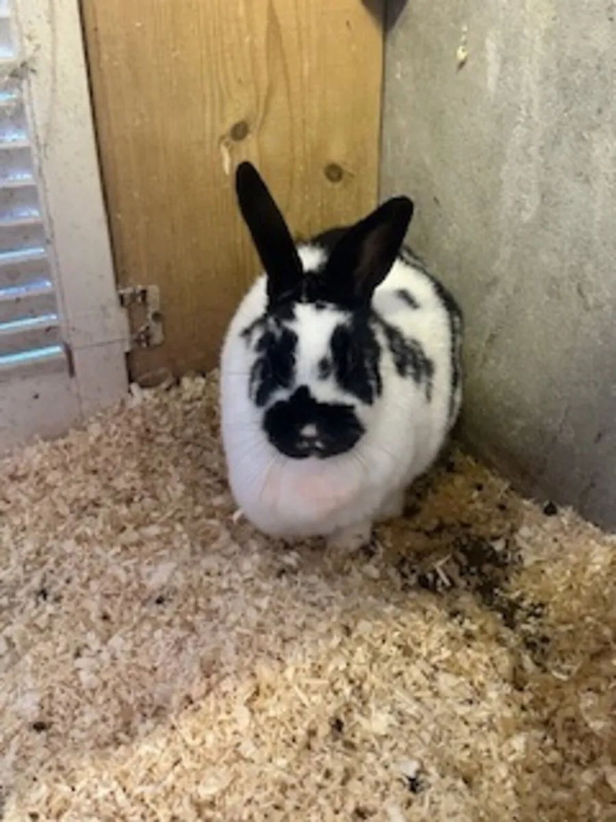 6 year old male rabbit - Image 1