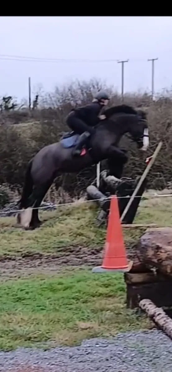 3x Cobs going to Clifden 20th Feb - Image 3