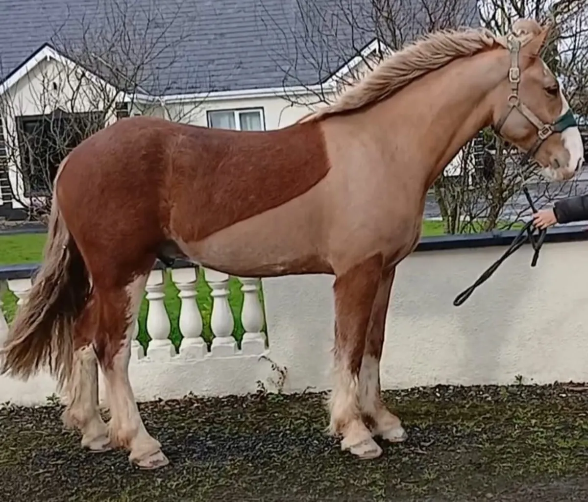 3x Cobs going to Clifden 20th Feb - Image 1