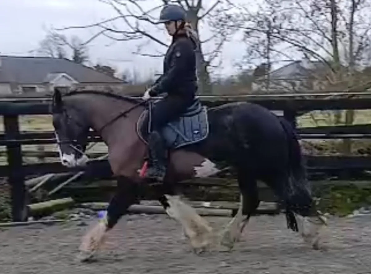 3x Cobs going to Clifden 20th Feb - Image 2