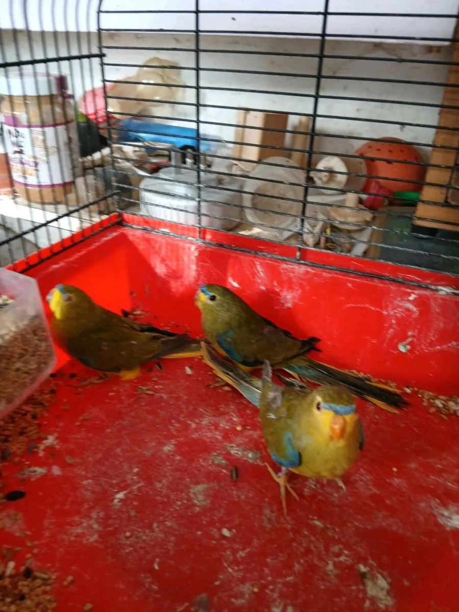 Pairs of elegants - Image 1