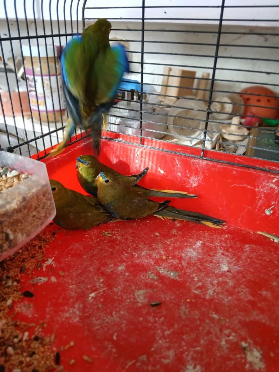 Pairs of elegants - Image 2