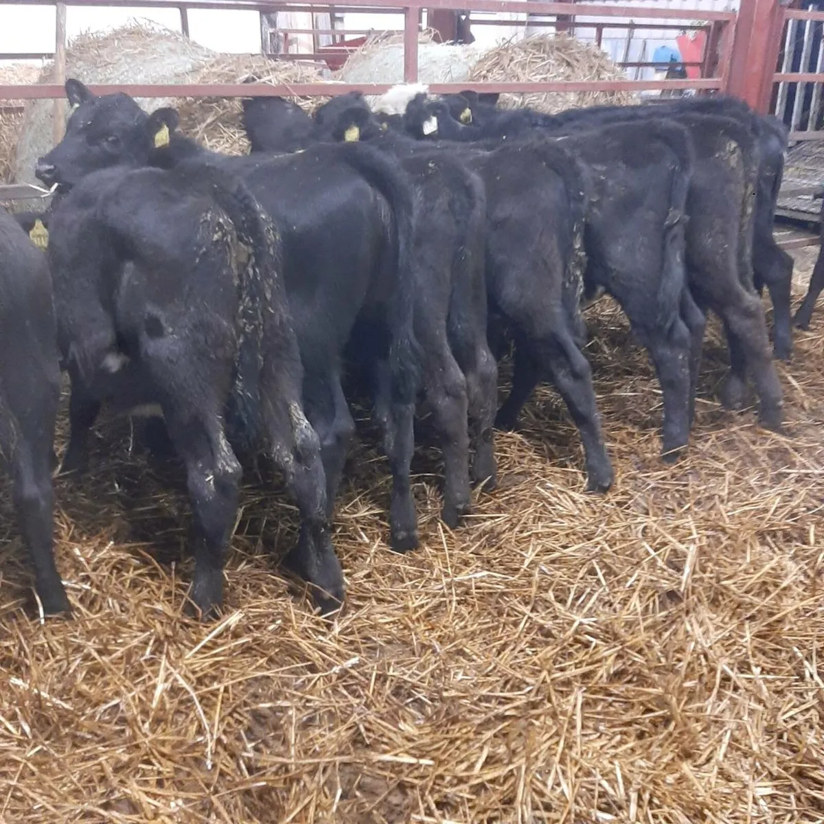 9 runner heifers - Image 1