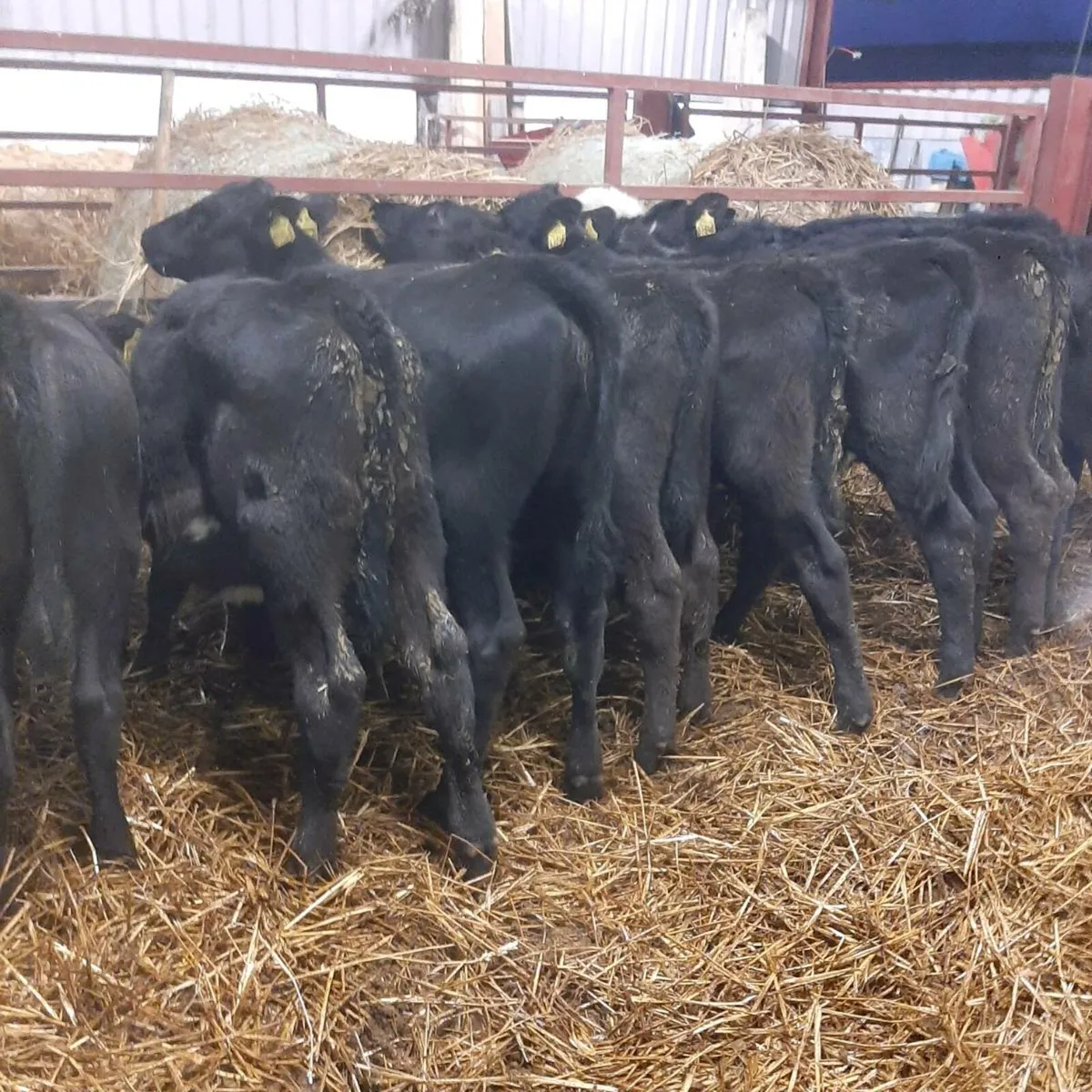 9 runner heifers - Image 2