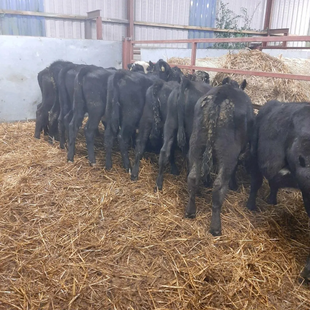 9 runner heifers - Image 3