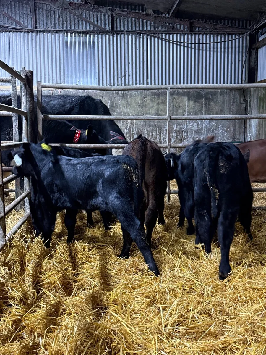 7 super Aberdeen Angus calf’s - Image 2