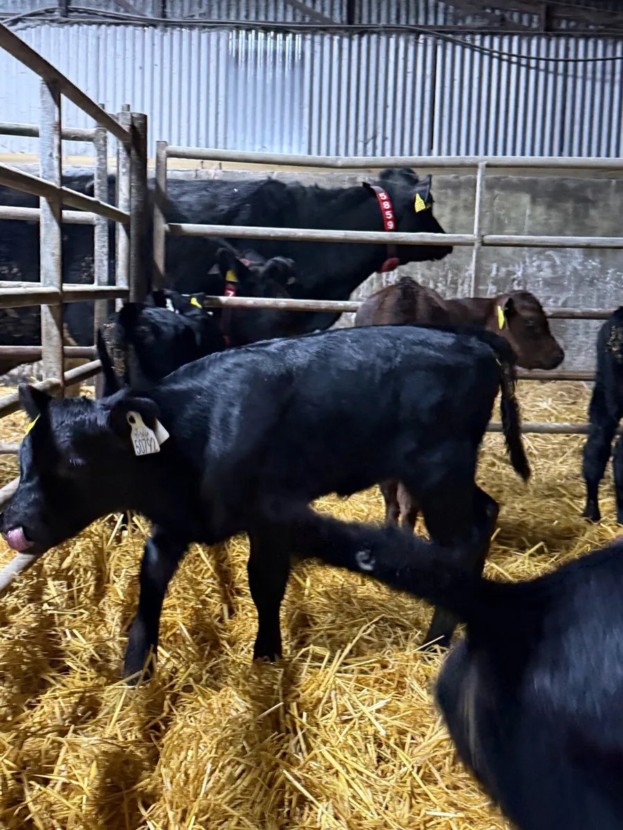 7 super Aberdeen Angus calf’s - Image 4