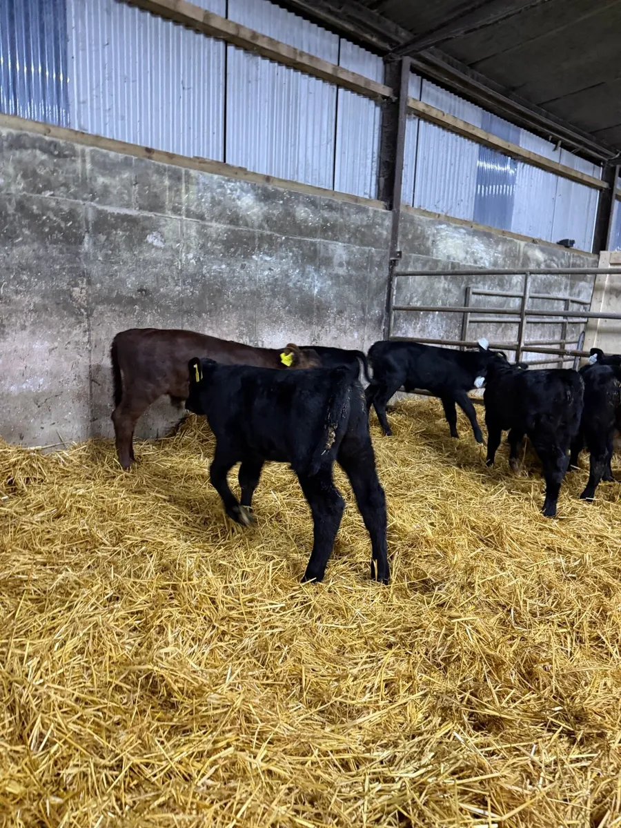 7 super Aberdeen Angus calf’s - Image 3