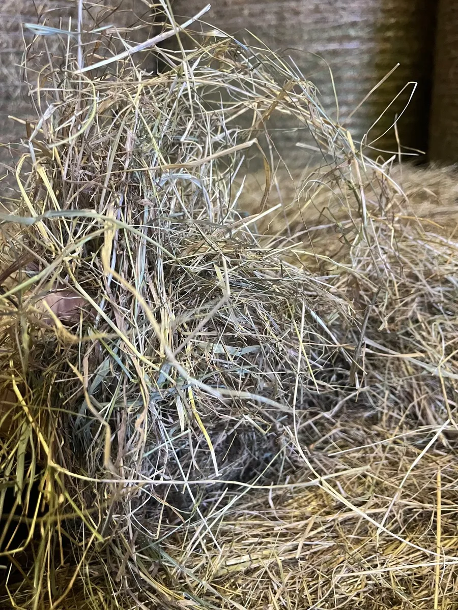 Hay - Image 1