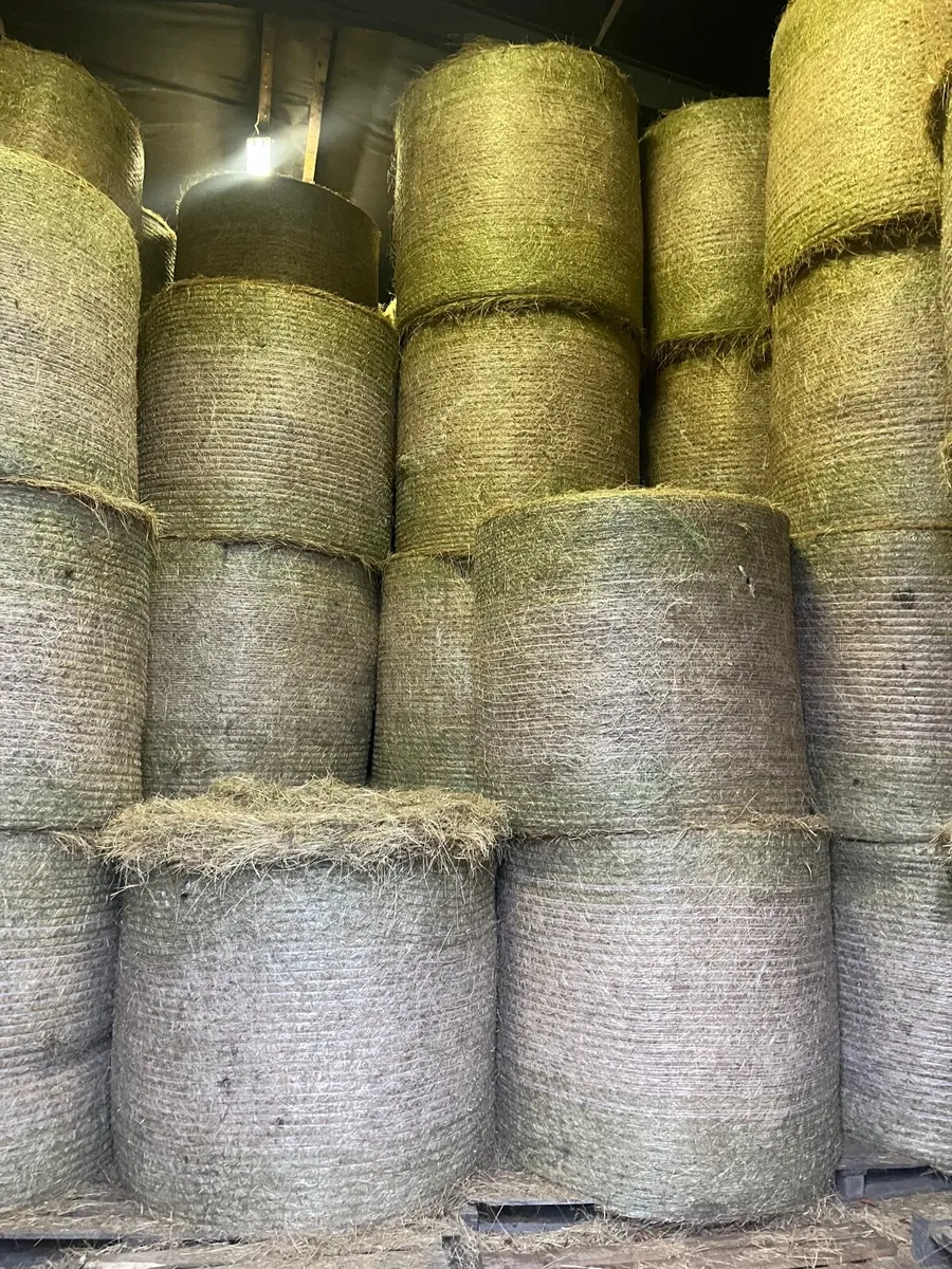 Hay - Image 2