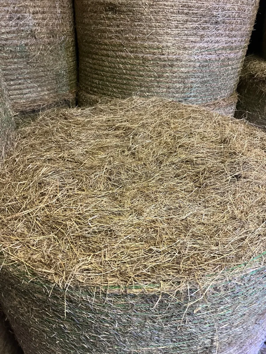 Hay - Image 3