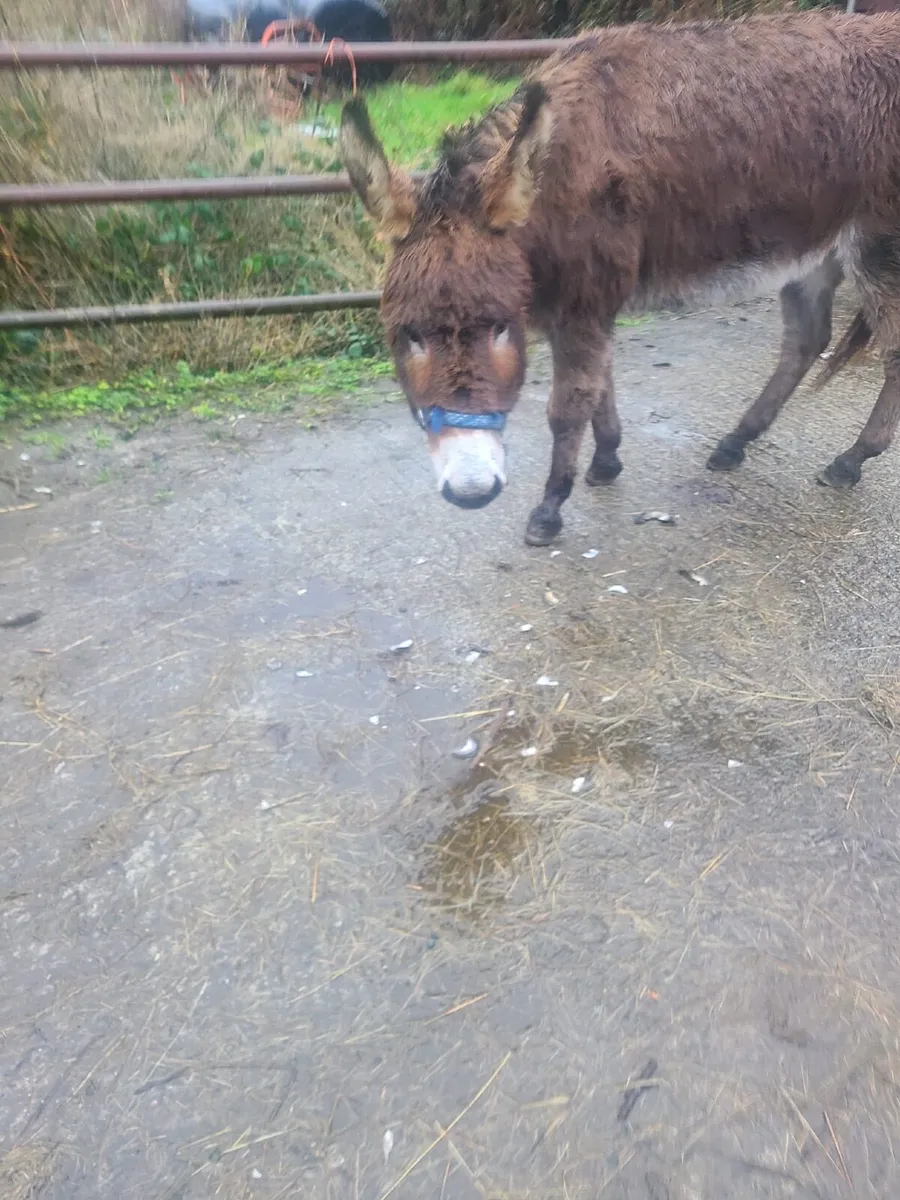 Donkey - Image 2
